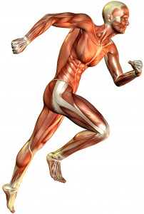 3D Rendering der Muskeldarstellung eines laufenden Mannes.