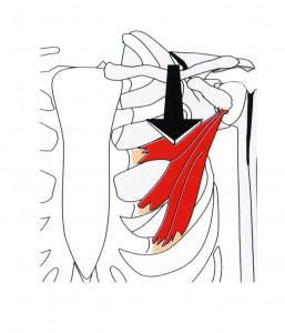 Kleiner Brustmuskel - M. Pectoralis Minor