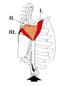 Las tres zonas del deltoides