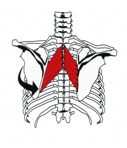 Entrenamiento de espalda - Romboides - rhomboideus major