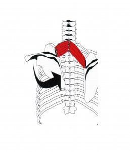 Entrenamiento de espalda - Romboides - rhomboideus minor
