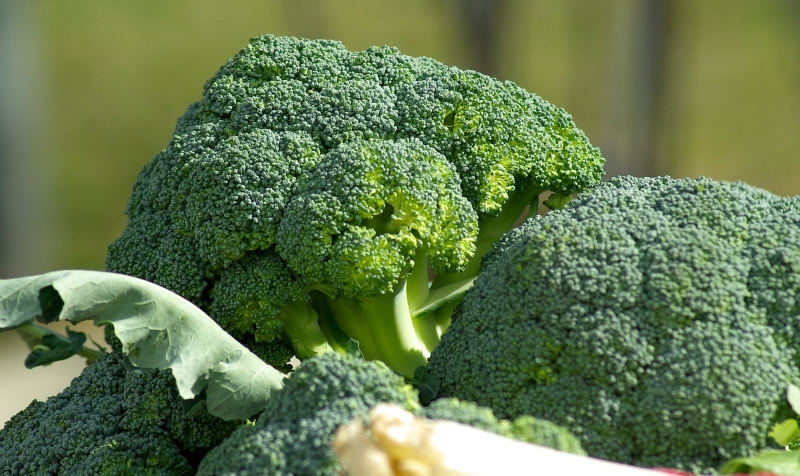 Alimentos: Brócoli