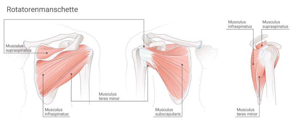 Anatomía y estructura del manguito rotador posterior, anterior y lateral