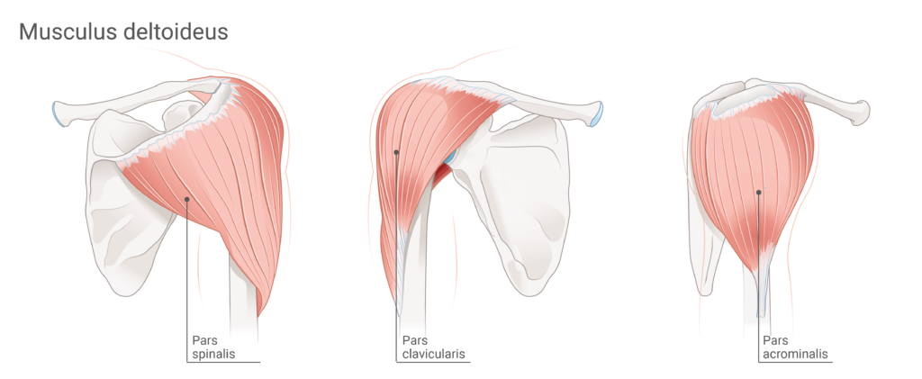 Anatomie und Aufbau des Deltamuskels hinten, vorne, seitlich
